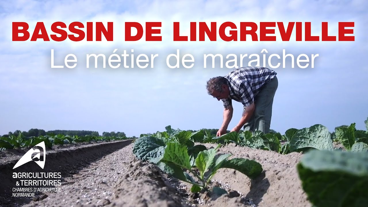Bassin de Lingreville : Le métier de maraîcher