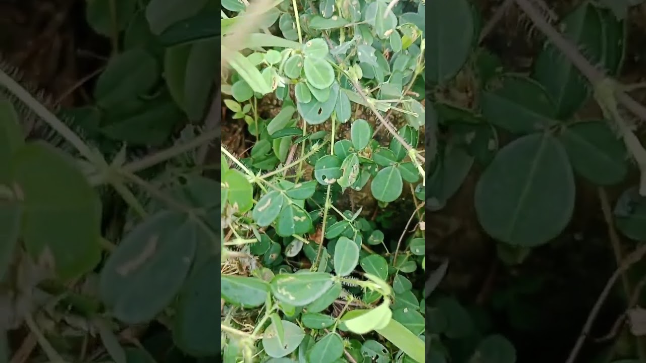 Rumput JAREM (Grona Triflora/Desmodium Triflorum) #Rumput #Herbal #Top #Trending #Viral #Indonesia