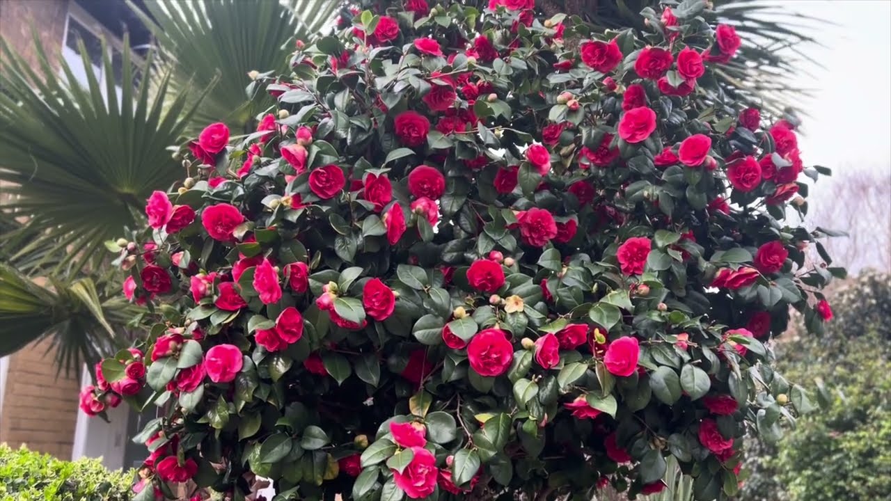 Most Beautiful flowers 🌺 