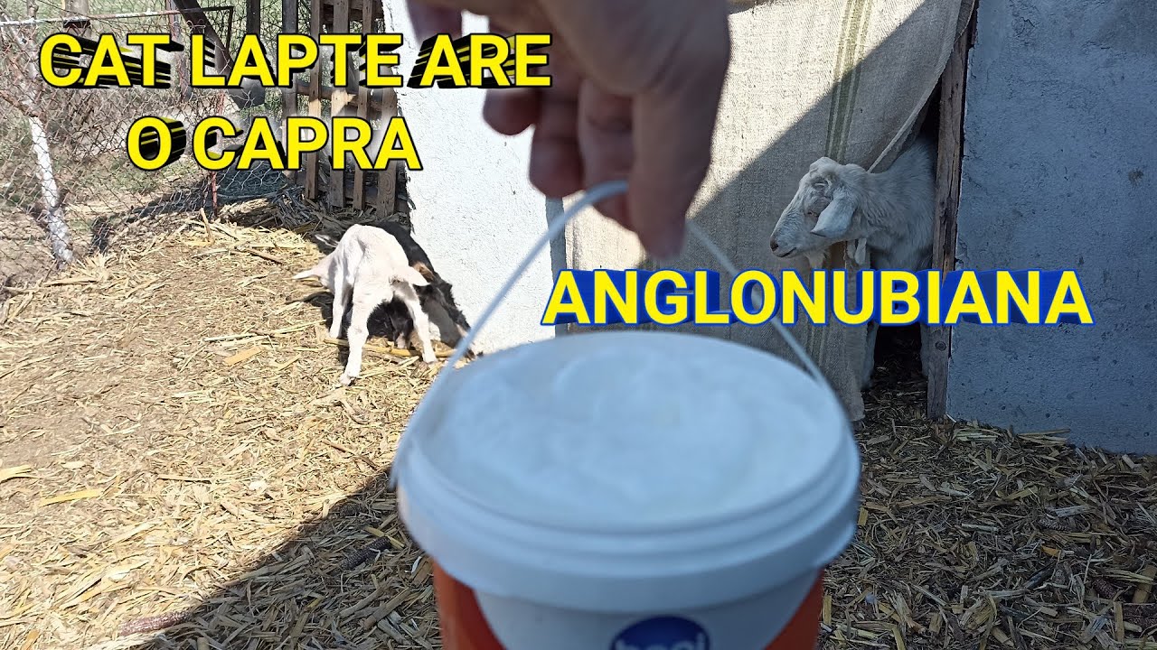 Cat LAPTE are o CAPRA ANGLONUBIANA cu 2 iezi