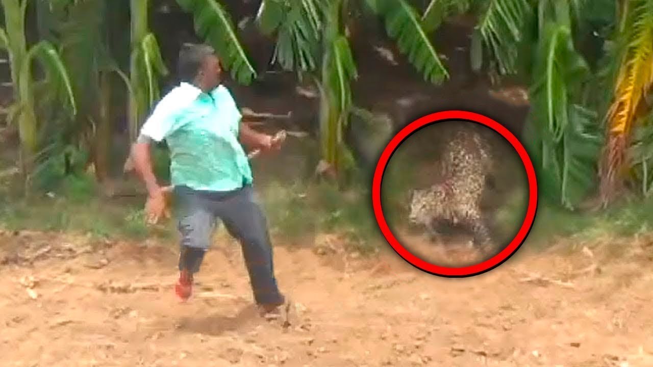 17 Brutal Attacks by Big Cats on Humans