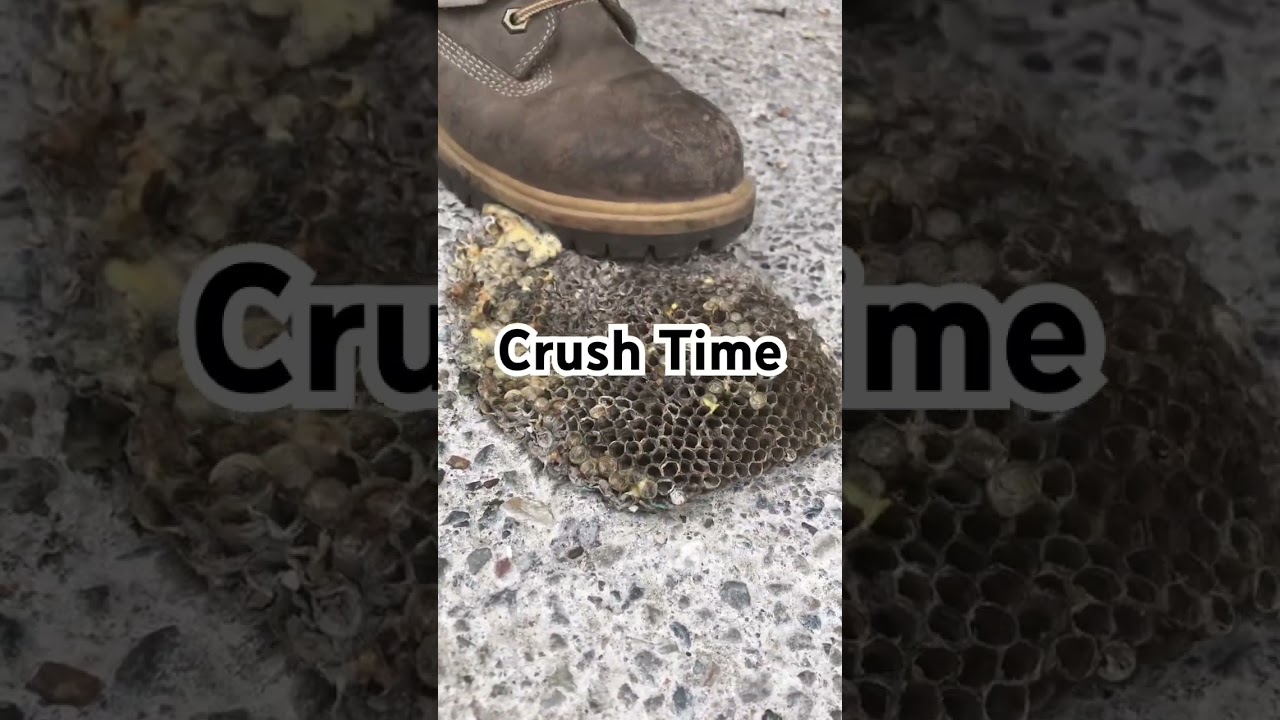 🎥 Crush Time! 🐝😏 