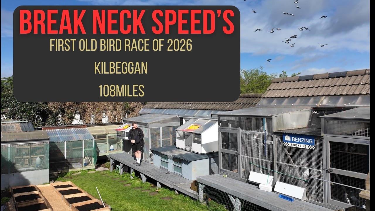 Первые соревнования для старых голубей, организованные компанией BRECK NECK SPPED.