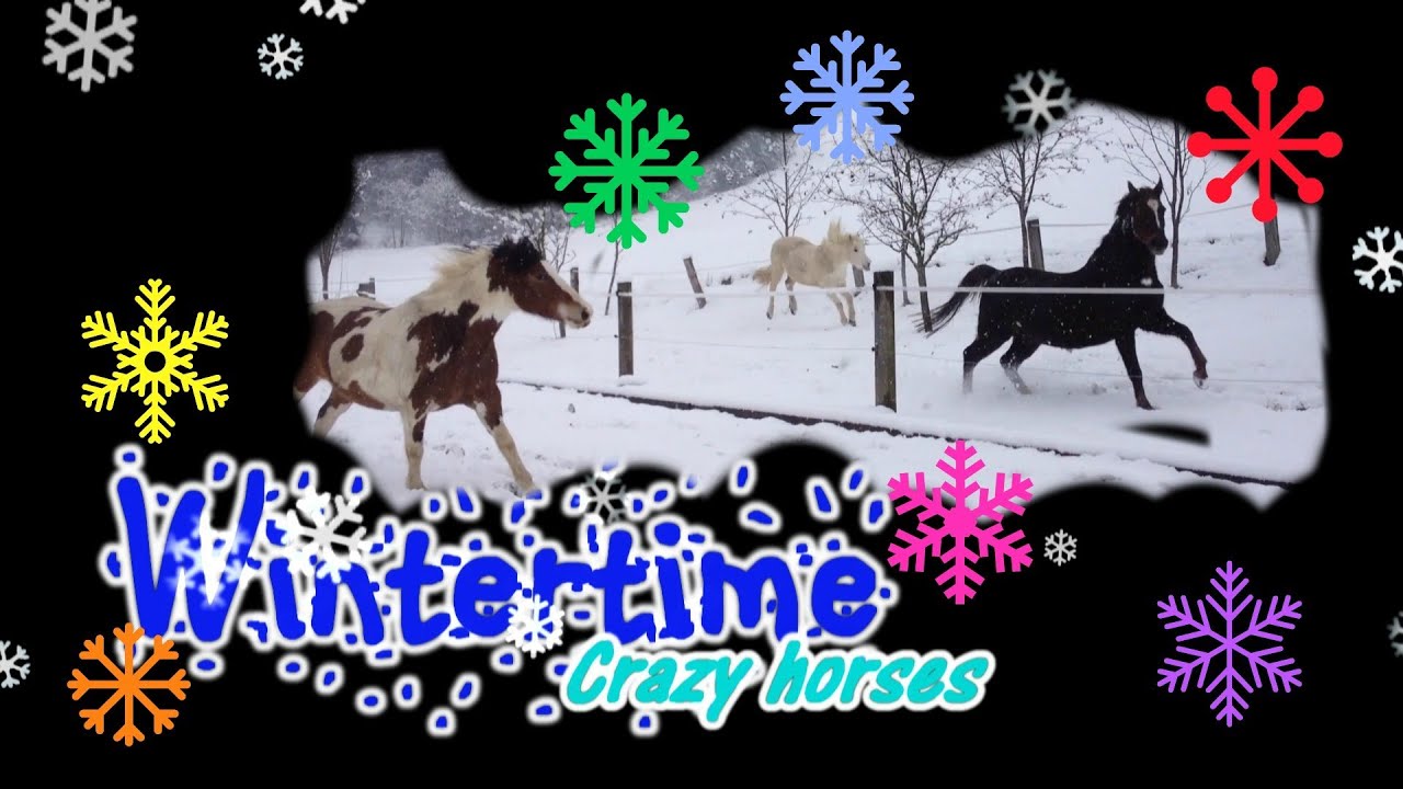 Winterbeginn - die Pferde ganz verr&uuml;ckt