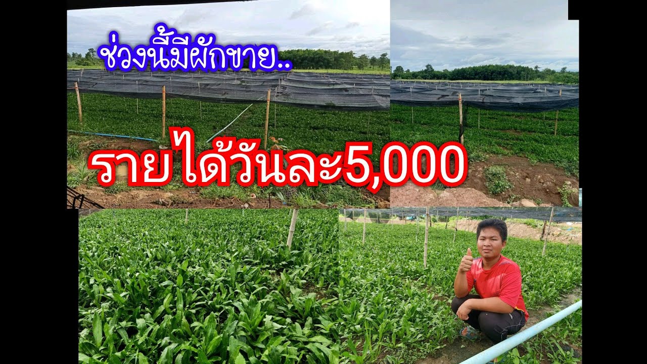 อัพเดทราคาหอมเป#อาชีพเกษตรทำให้มีทุกอย่างในวันนี้