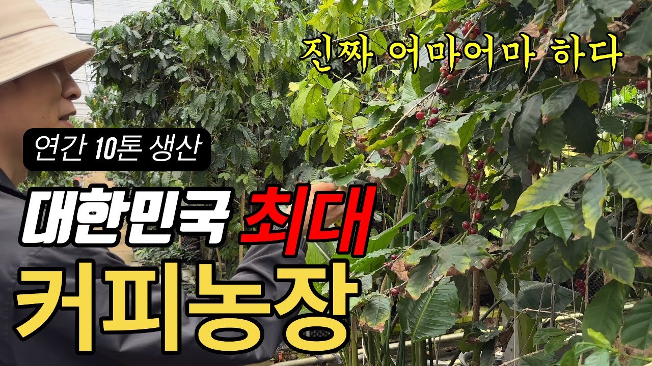 연간 10톤 생산하는 우리나라 최대 커피농장 방문