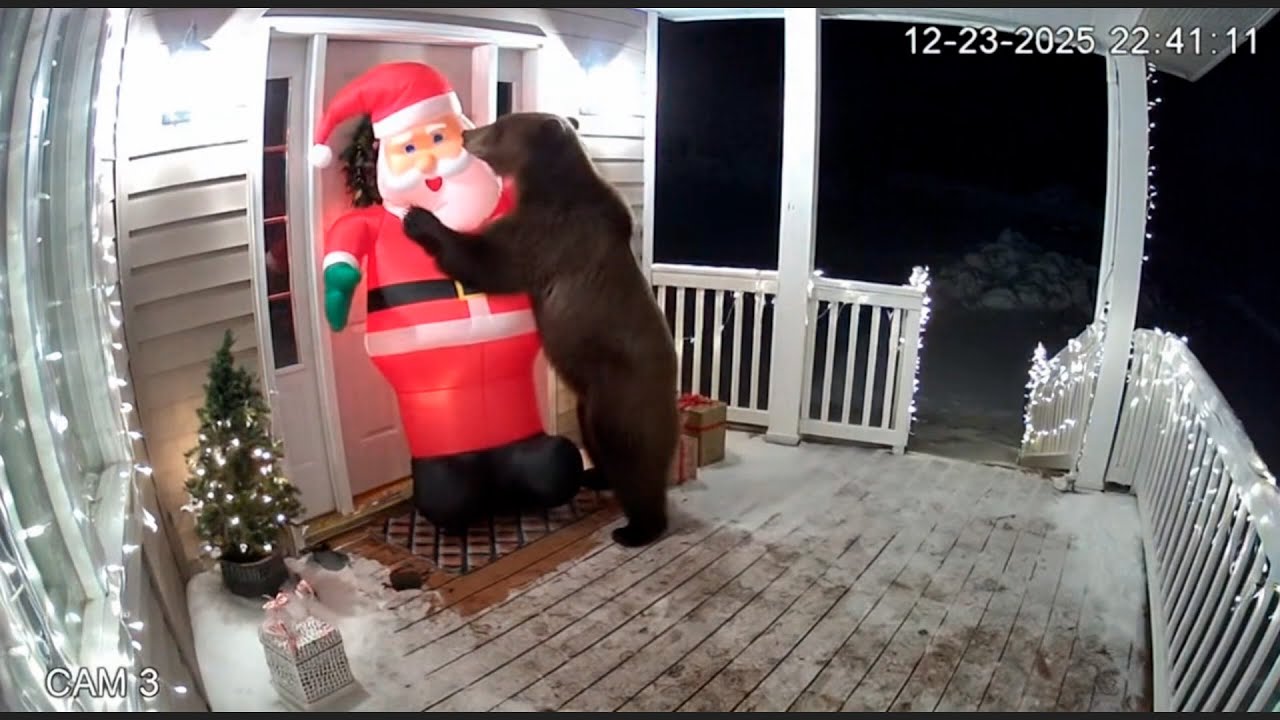 🎄 CCTV camera caught: Bears scared by Christmas decorations