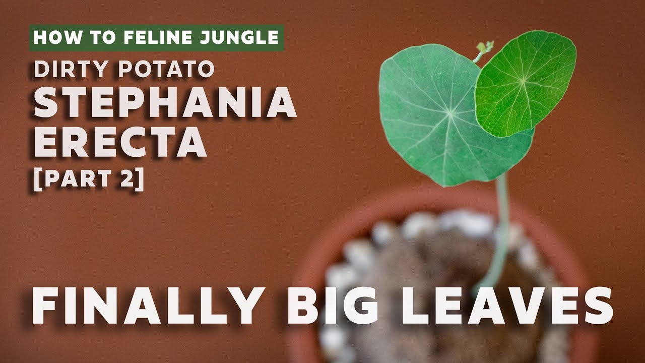 Stephania Erecta Is Finally Giving Me Big Leaves! Caudex Plant Care & Bulb Growth Update [Part 2]