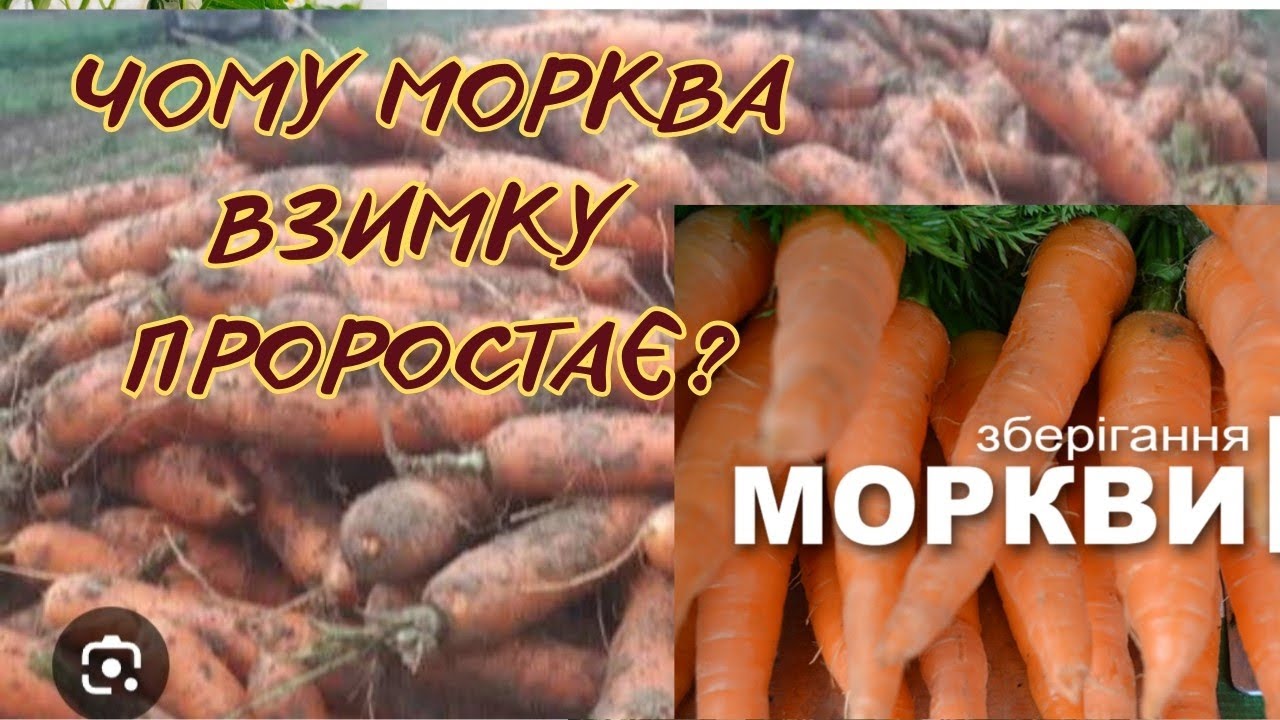 Що ВАЖЛИВО для  зберігання МОРКВИ!!! ЯК УНИКНУТИ ГНИЛІ? #морква #городництво 