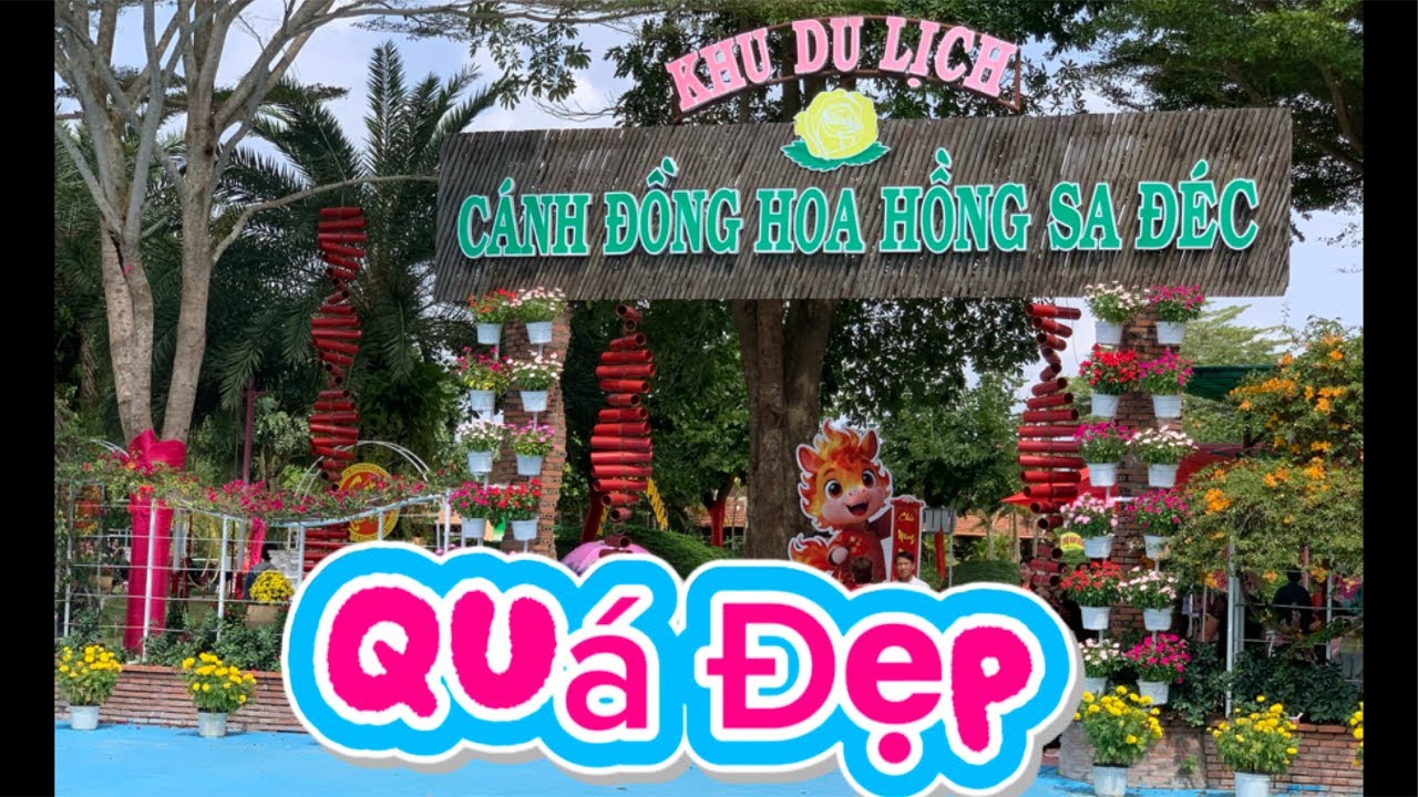 25/1 Đẹp Rực Rỡ Cánh Đồng Hoa Sa Đéc Khu Du Lịch  Tết 2026