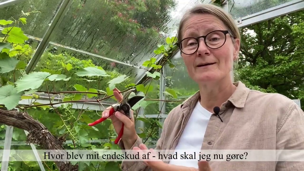 Sommerbeskæring af vinplante