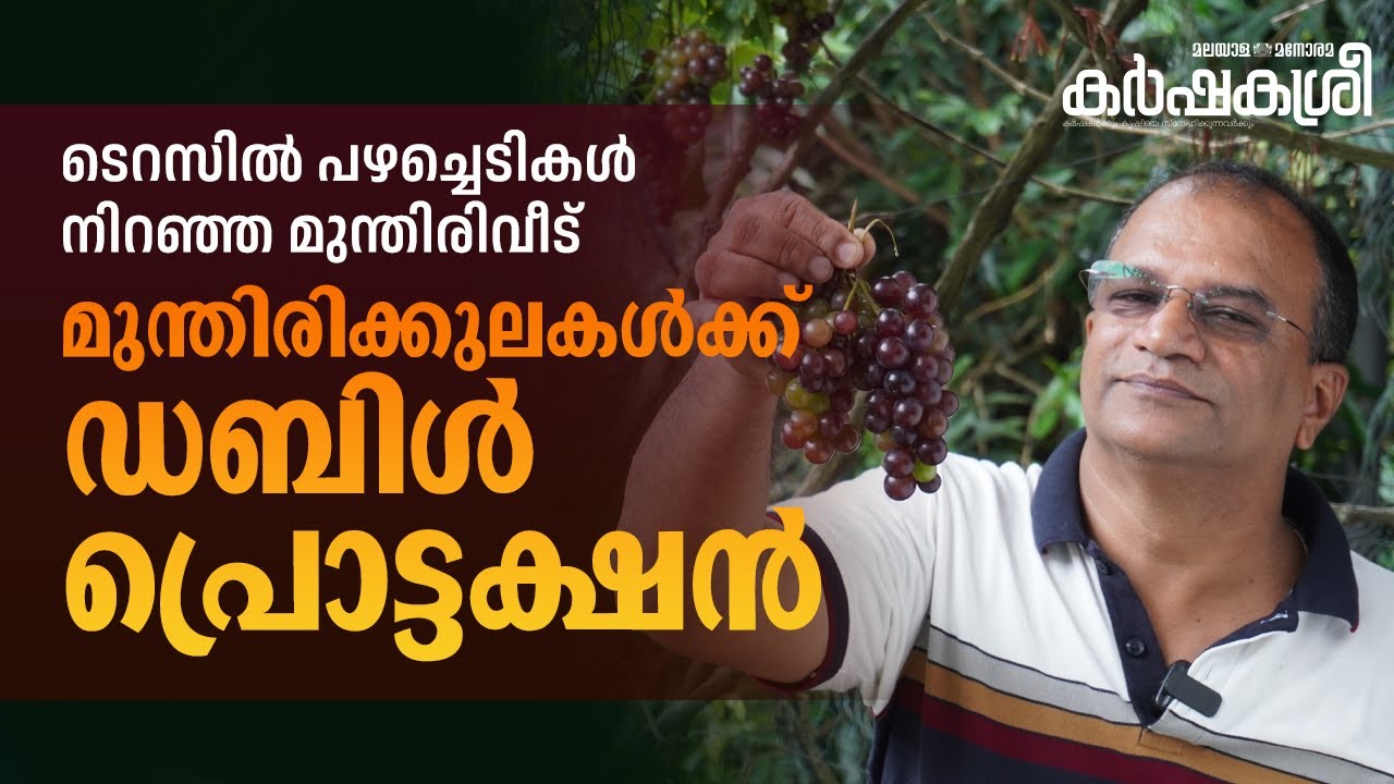 മട്ടുപ്പാവിൽ മുന്തിരി മുതൽ കിവി വരെ | Karshakasree | Grapes | Terrace Farming