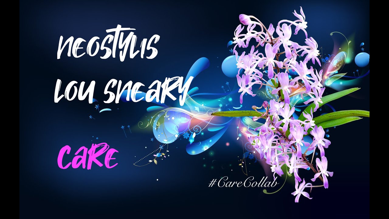 Neostylis Lou Sneary | Year 'round CARE | MISTAKES & LESSONS #CareCollab #ninjaorchids