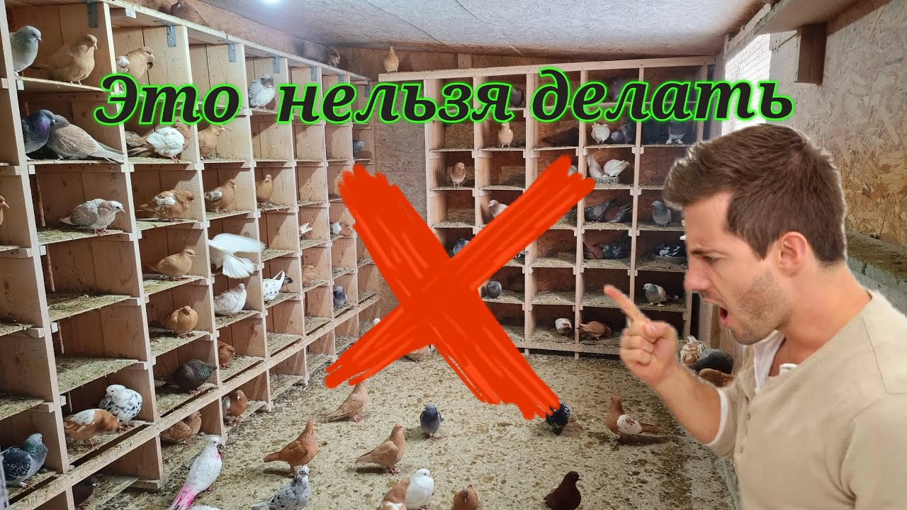 Чего делать нельзя для голубей
