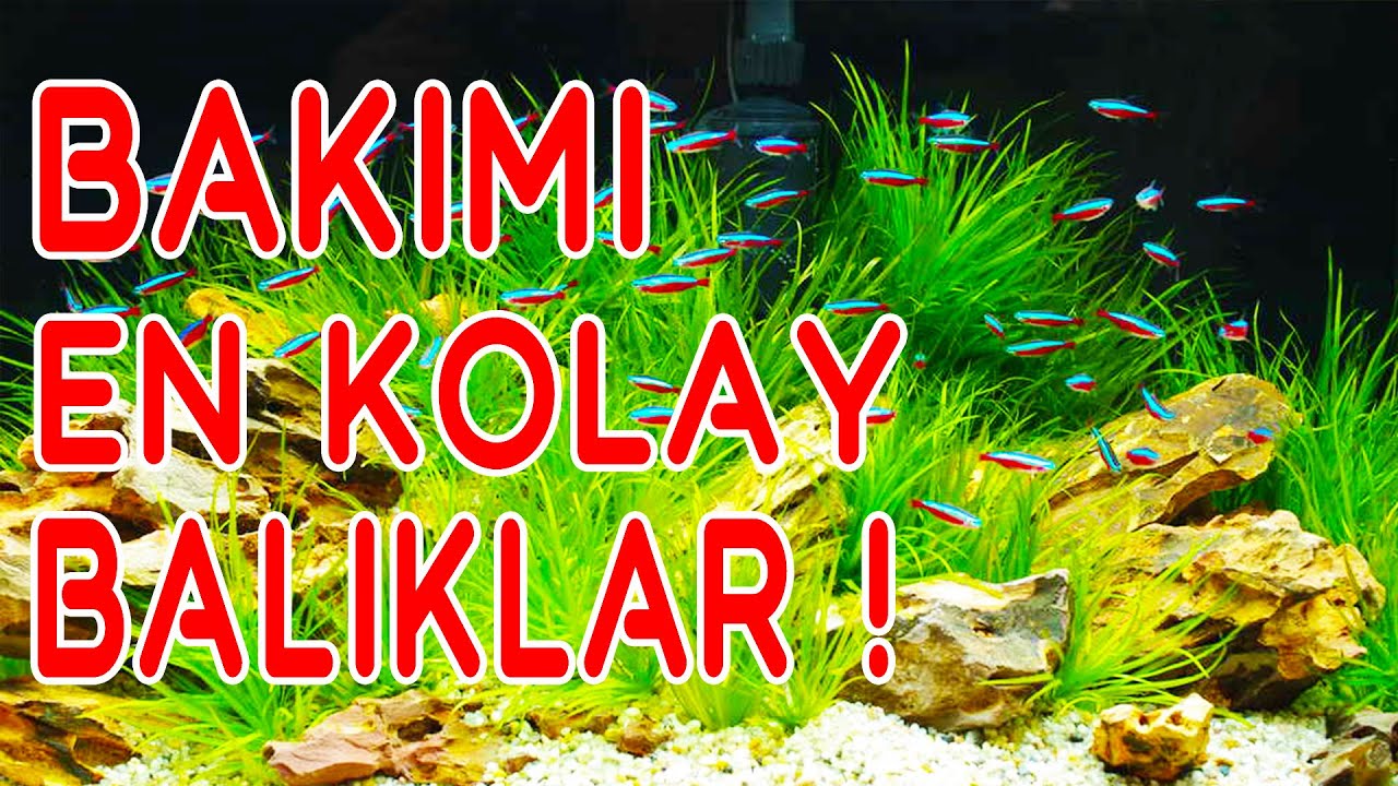 EN KOLAY AKVARYUM BALIKLARI - Bakımı Kolay Akvaryum Balıkları - Akvaryum Başlangıç Balıkları
