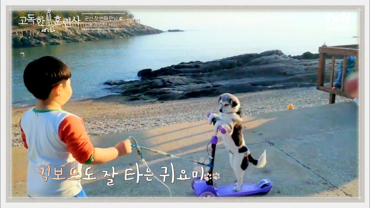 우리 강아지 이제 킥보드를 타요...★ 선유도의 해삼 잡는 강아지 