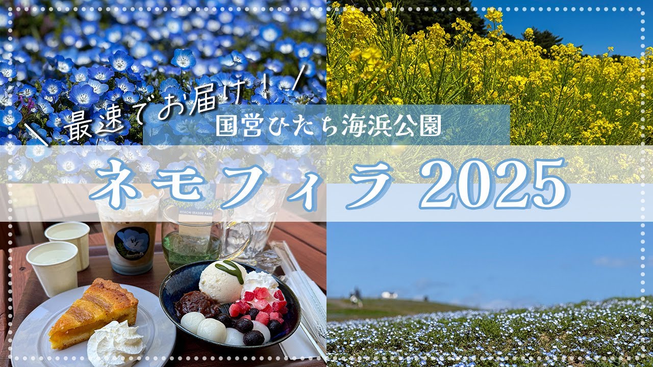 【国営ひたち海浜公園2025】青の絶景・ネモフィラの様子をいち早くお届け！混雑状況や開花状況も丸わかり！【Nemophila in Hitachi Seaside Park】