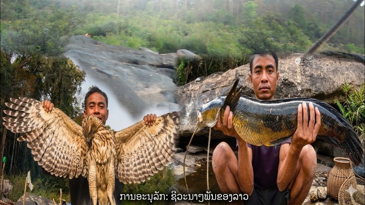 หมานทังเยี่ยวไหย่และปาไหย่//ໝານທັງຢຽວໄຫຍ່ແລະປາໄຫຍ່//พราน ทองแท้//11.ม.ค.2026