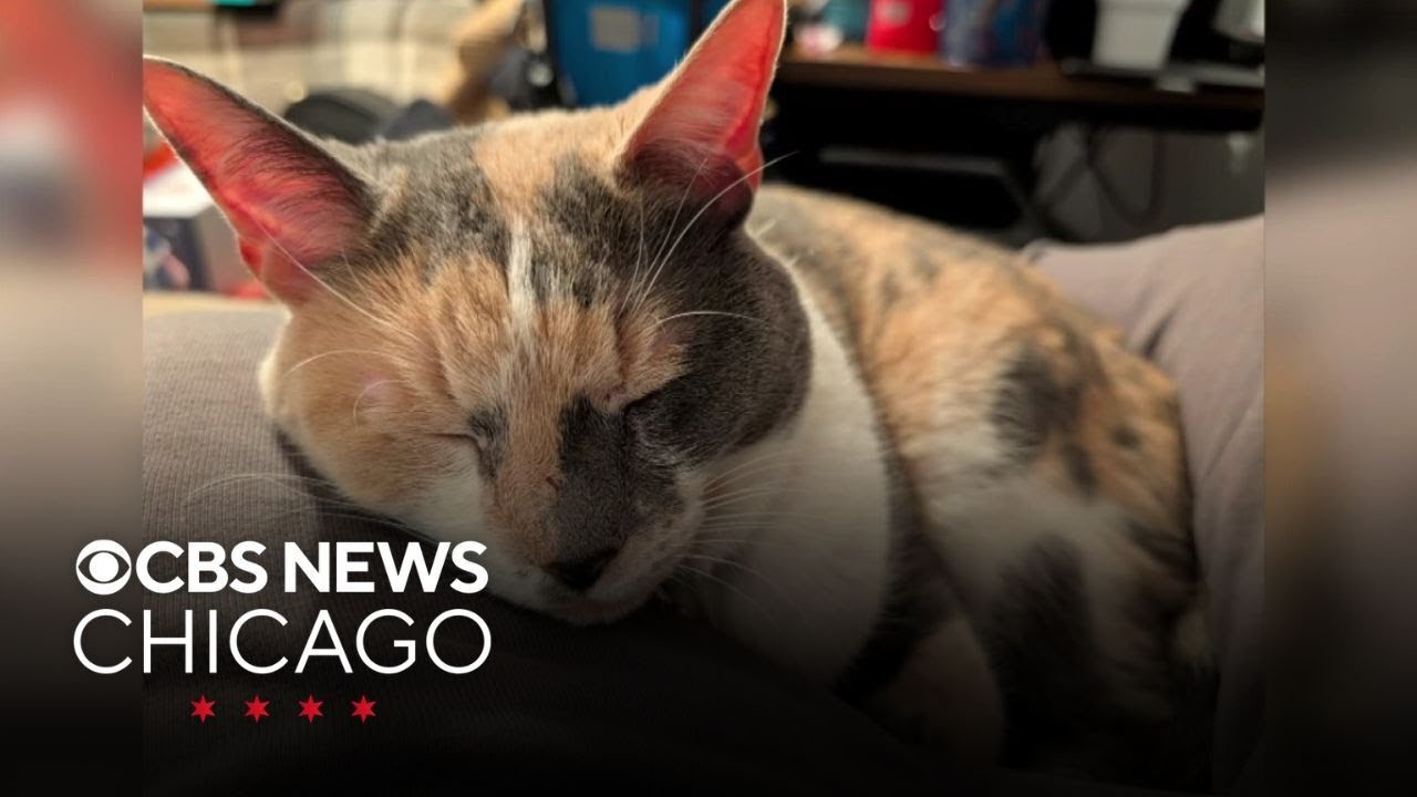 Suburban family reunited with missing cats following car crash in Indiana