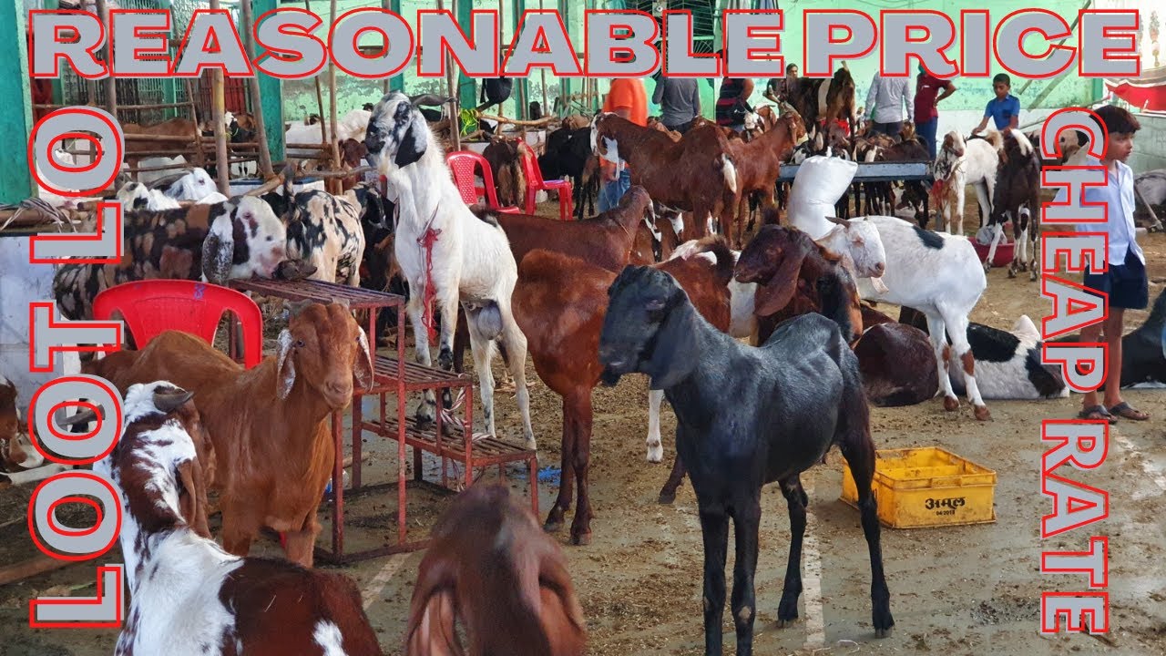 Bakra Mandi In Wadala | Starts @ 12999 | Very Reasonable Price | Khassi & Andul Bakre