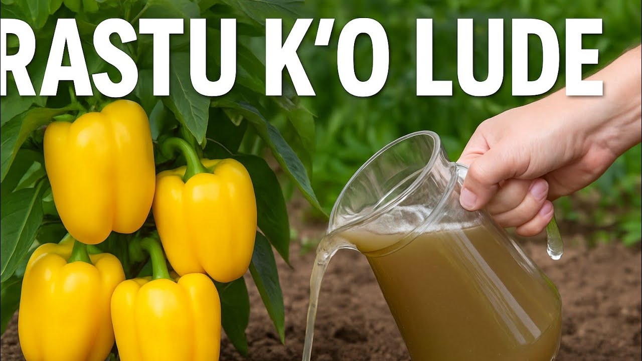 Paprike će poludjeti za OVIM prirodnim rastvorom – cvjetanje i plodovi kao nikad!