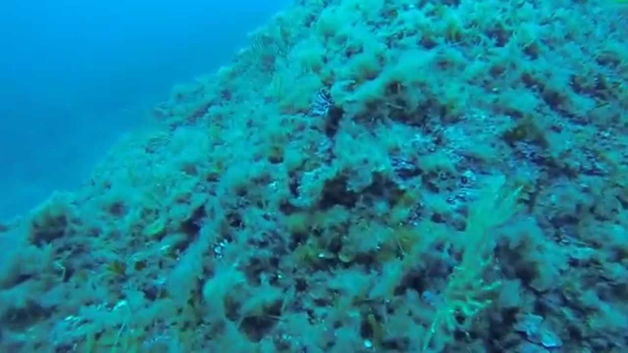 immersione 