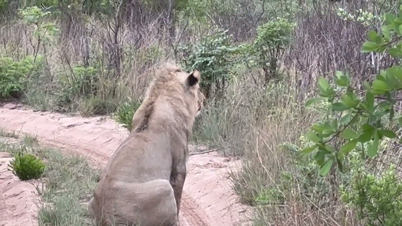 LION 0NE A