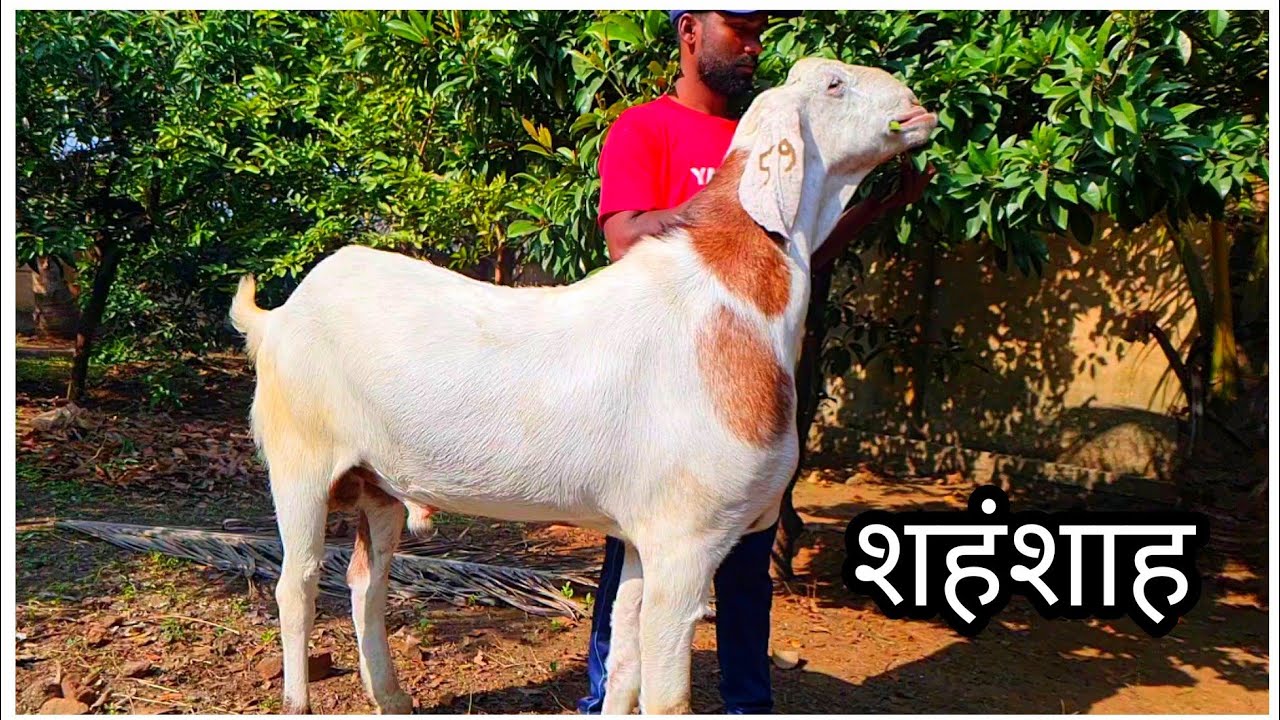 Yateen's Agro & Goat Farm Part 1 | Big Khassi Bakra 'Shehenshah' शहंशाह