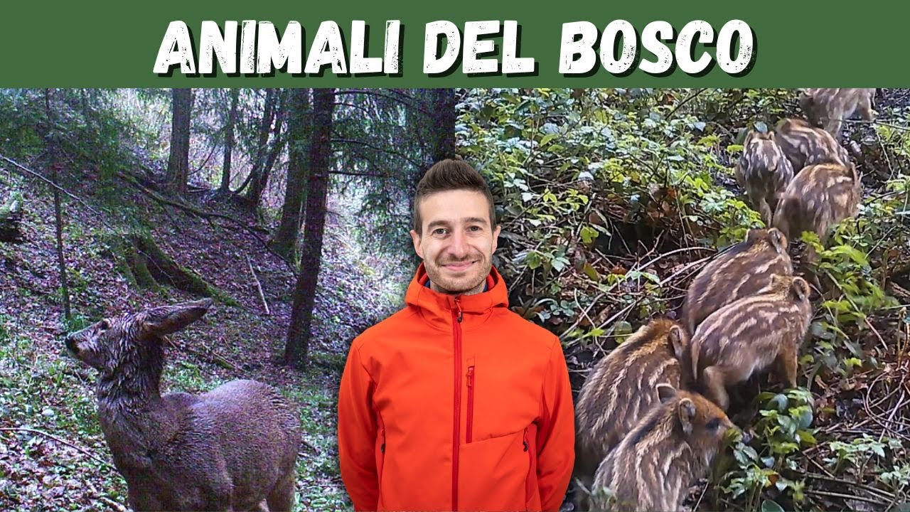 🐗🦊🦌 - Fototrappola Coolife H8201