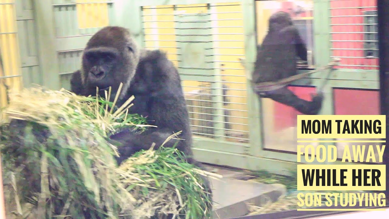 Мама-горилла отбирает еду, пока ребенок учится | Киотский зоопарк