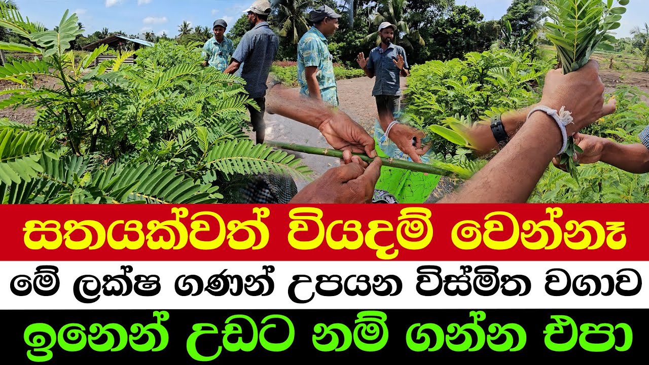 A Zero-Cost Farming Miracle | The Astonishing Crop That Prints Money