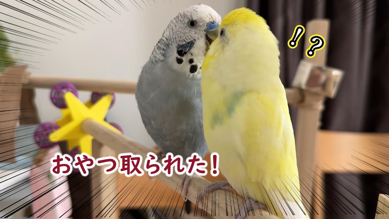 おやつを取られた時のインコの反応が意外過ぎた【仲良しコンビ】