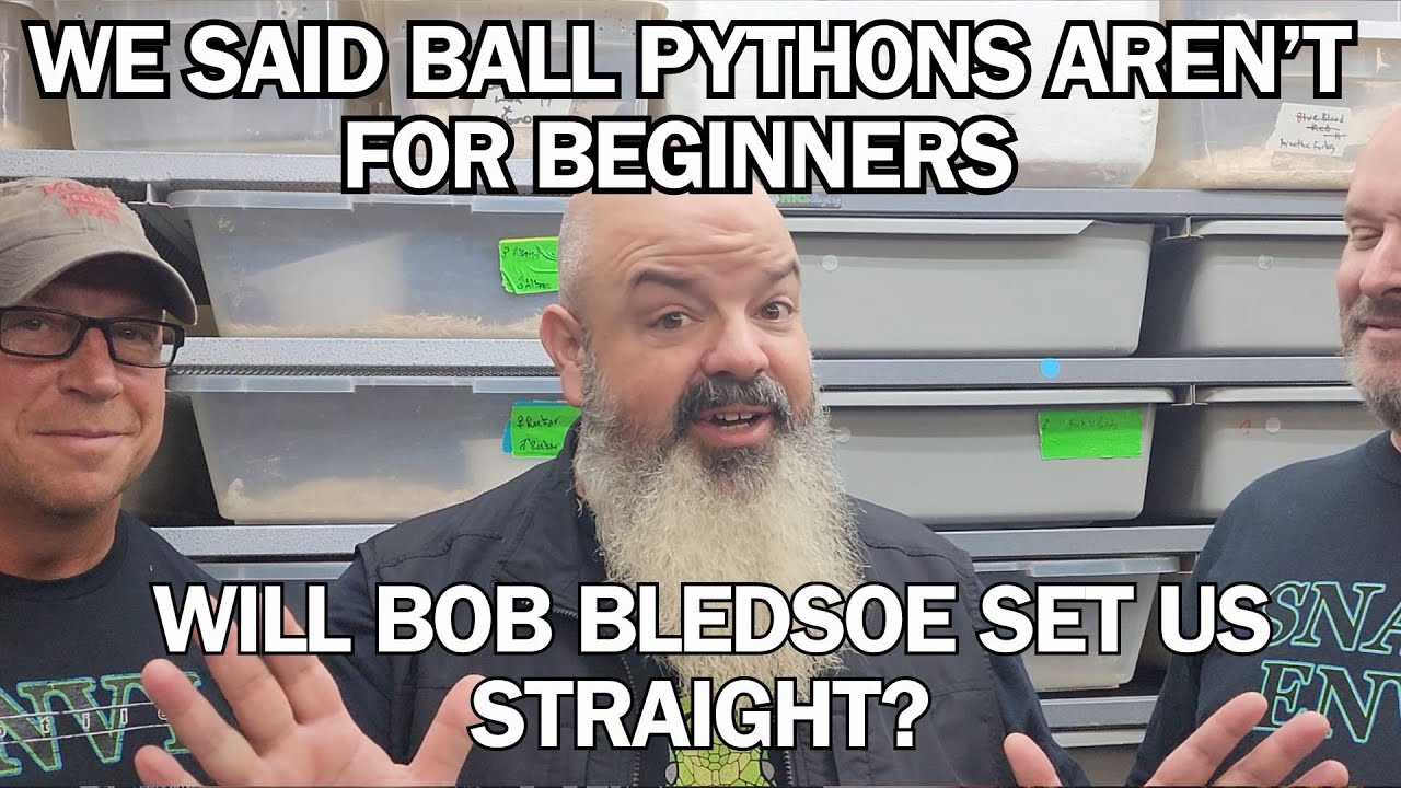 BOB BLEDSOE visits Envy Reptiles! Will he scold us for our strong take on Ball Pythons?
