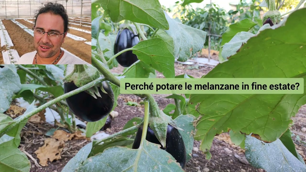 Potatura Melanzana per rinnovare RAPIDAMENTE la Coltivazione in fine estate