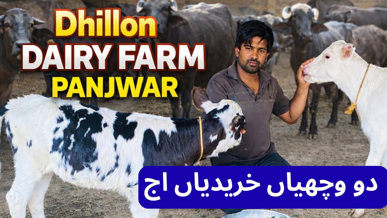 Ajj 2 wachhiyan khreedia | Dhillon Dairy Farm | Faisal Dhillon 