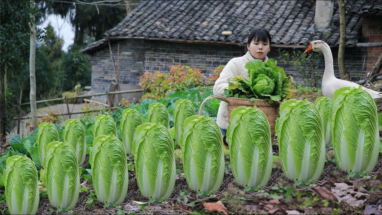 Big and sweet Chinese cabbage , cook it into traditional Chinese food把又大又甜的白菜，做成中国传统美食丨Lizhangliu
