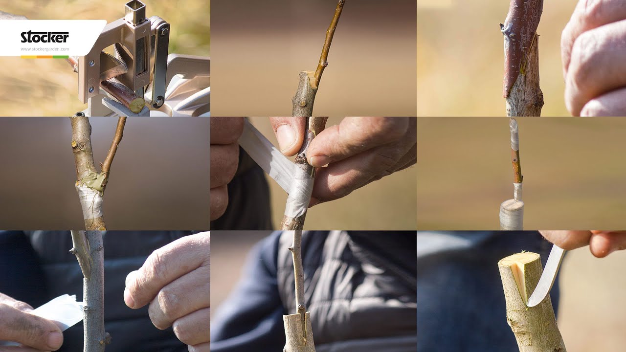 Le tecniche degli innesti - Come eseguire vari tipi di innesto