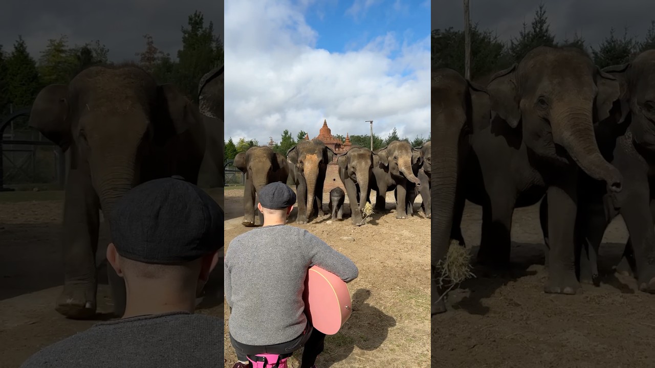 When they start Singing 😭❤️&zwj;🩹 Merci @pairidaizaofficial pour l&rsquo;accueil 🫶