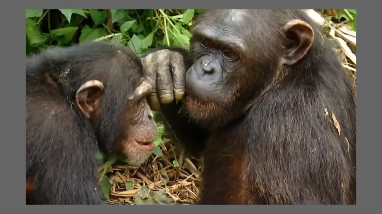 Wild life journey (part 2) wild Walk video # wild animals experience 