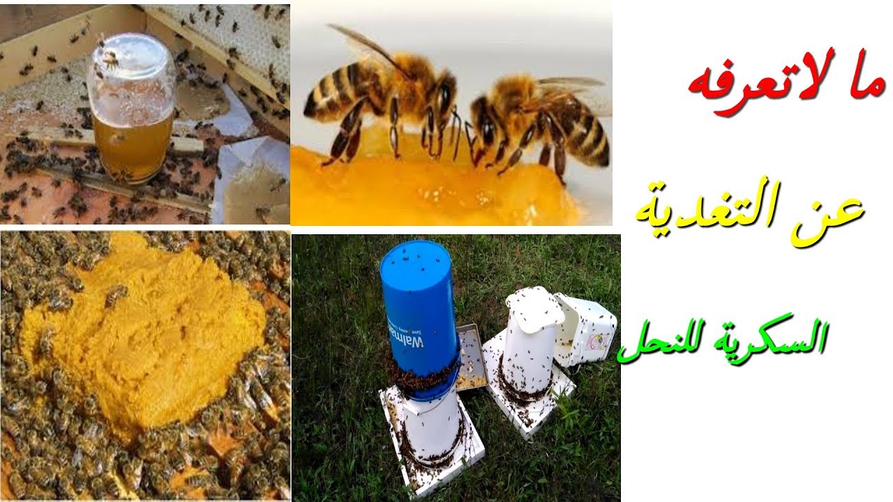 ما لاتعرفه عن التغدية السكرية للنحل موضوع مهم