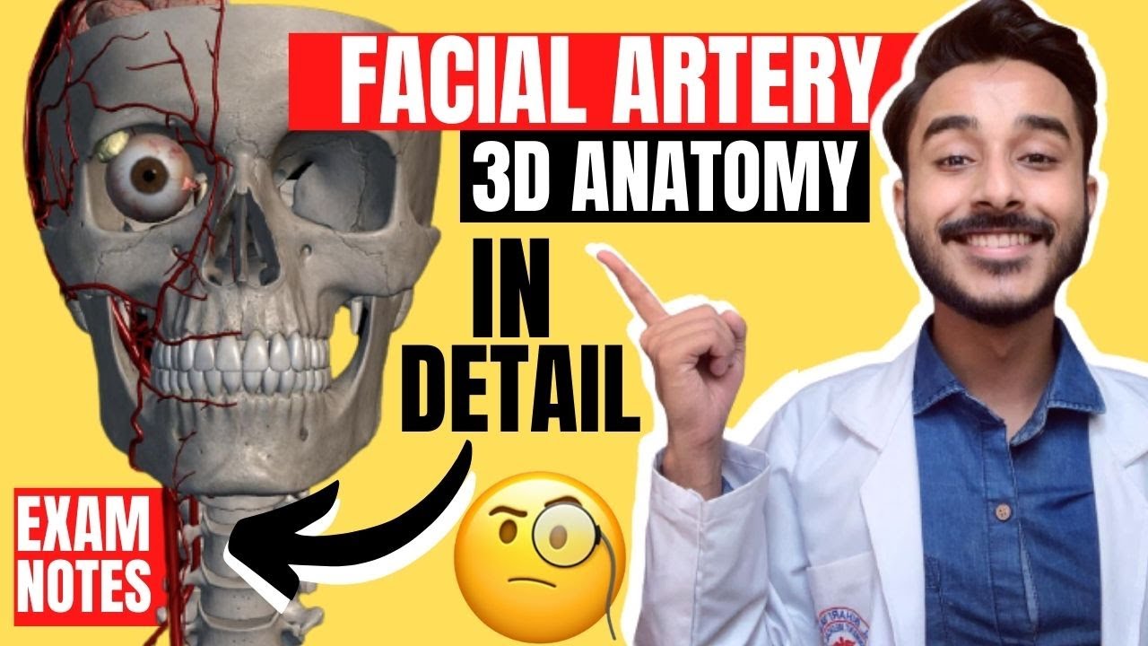 Facial Artery Anatomy 3D | facial artery course anatomy | facial artery branches anatomy