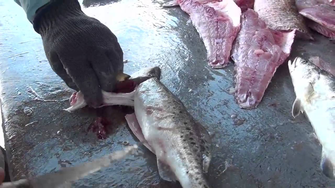 Quick way to fillet speckled trout with fixed blade