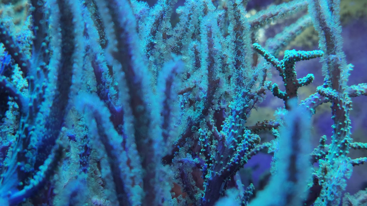 Clownfish 8K