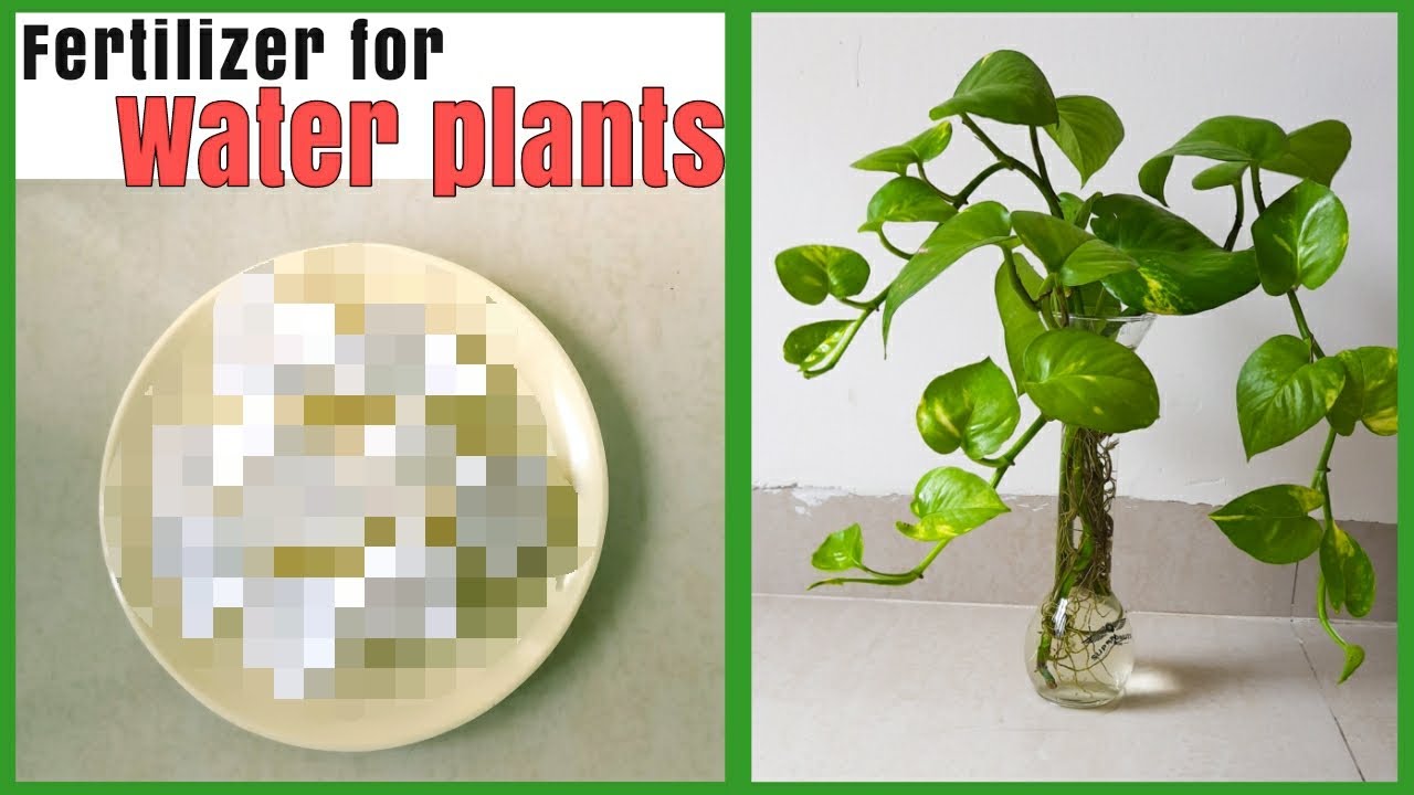 Fertilizer for water plants || Homemade, cheap and easy fertilizer