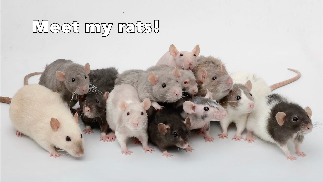 Meet ALL of my rats - 2024 Update!