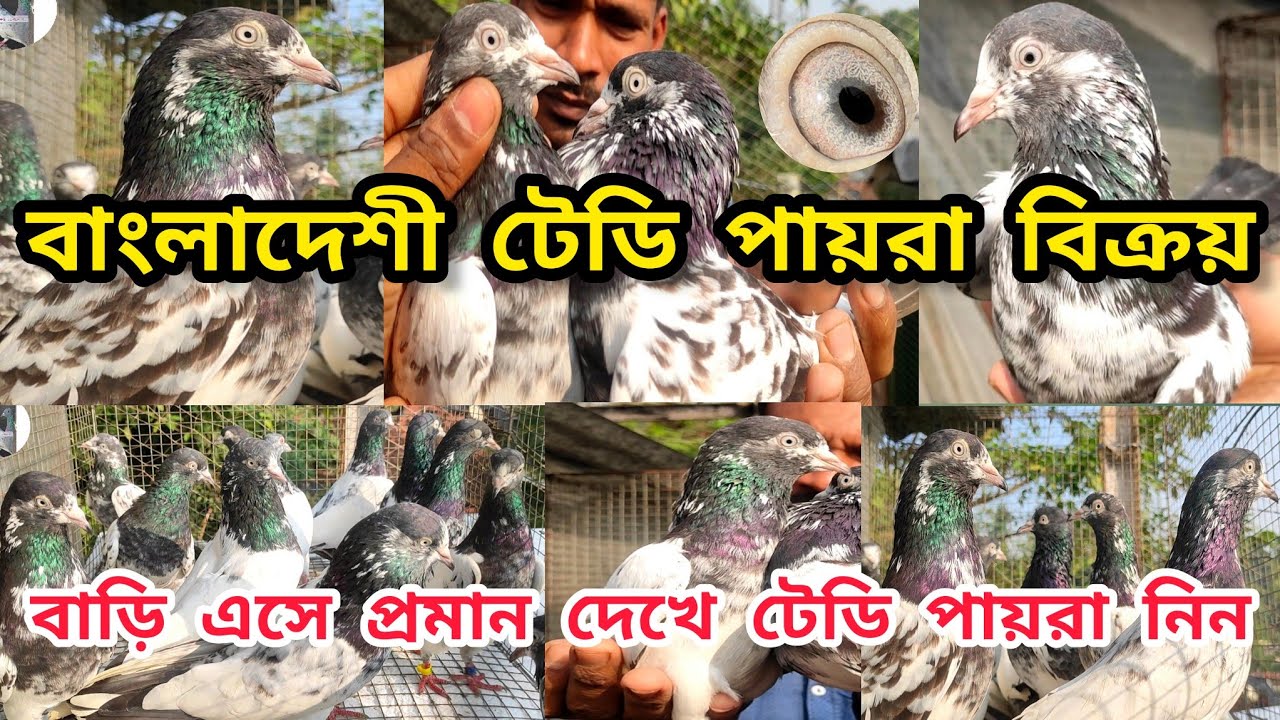 বাংলাদেশের টেডি পায়রার বাজার। এবার পায়রা নিয়ে যান প্রমান সহকারে।@pigeonsloverrj9600