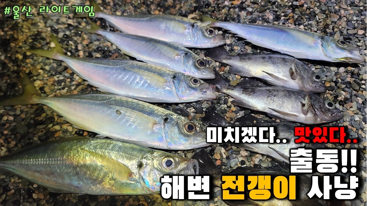 전갱이 잡으러 해변으로 갑시다~~ㅎㅎ#라이트게임 #fishing #낚시포인트 #던질찌 #전갱이초절임
