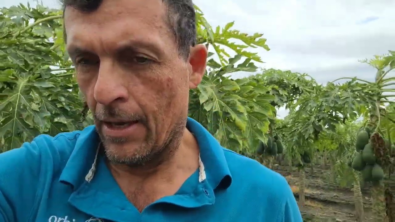 Monitoreo digital de humedad de suelo #GrowSphare  #Netafim  en cultivo de papayo, en Veracruz. 