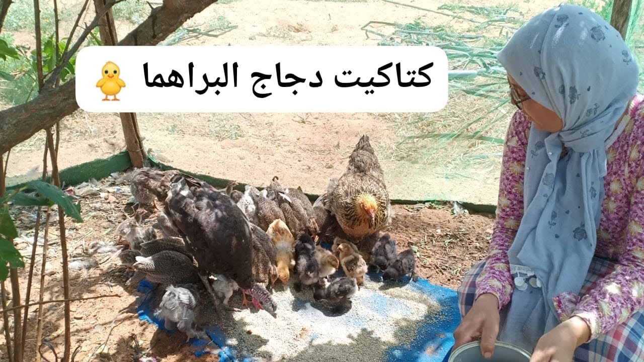 تربية كتاكيت 🐣 البراهمة الصغار والاكلة الرسمية ديالهوم مع سميرة في البادية 😘