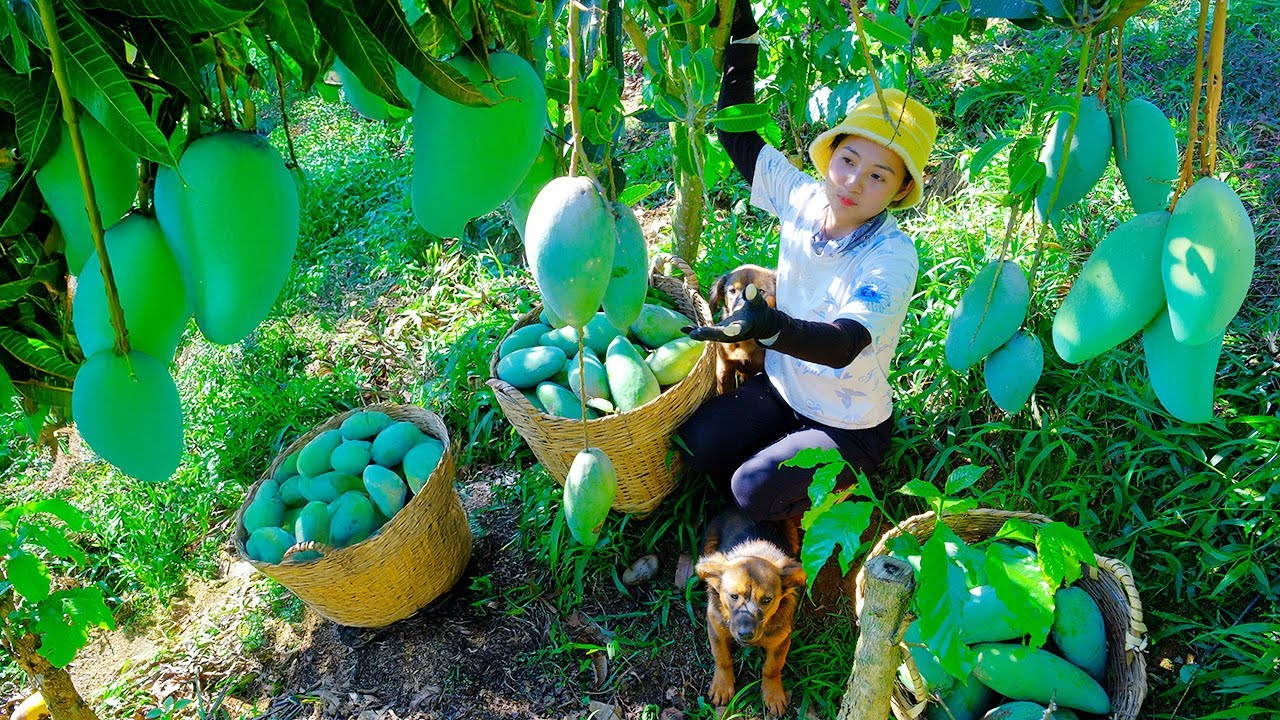 Harvest Mangoes To Sell At The Market, Mangoes Are Popular, Make Spicy Mango Shake And Care For Farm